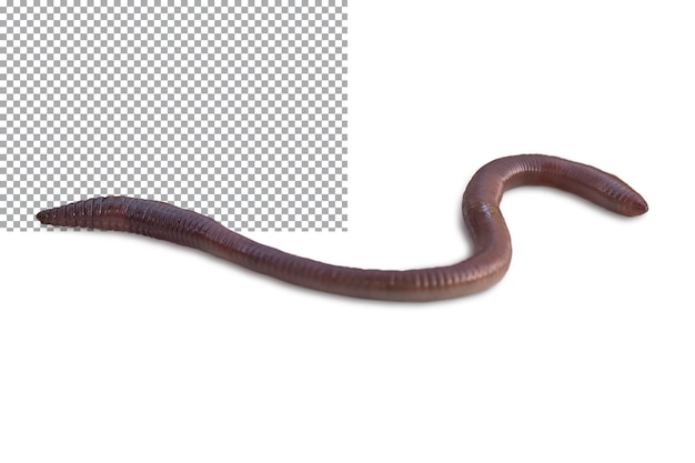 One earthworm closeup isolated on a transparent background