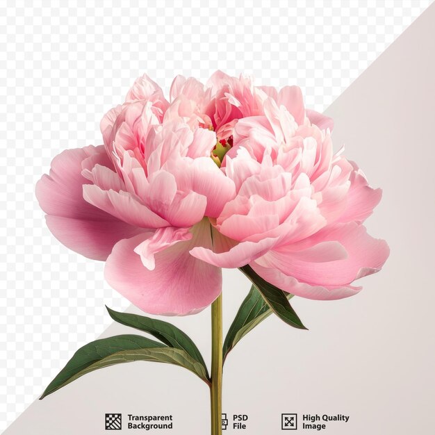 PSD one isolated pink peony with simple isolated background and space for text in the right