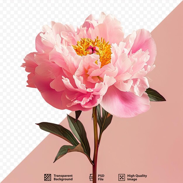 PSD one isolated pink peony with simple isolated background and space for text in the right