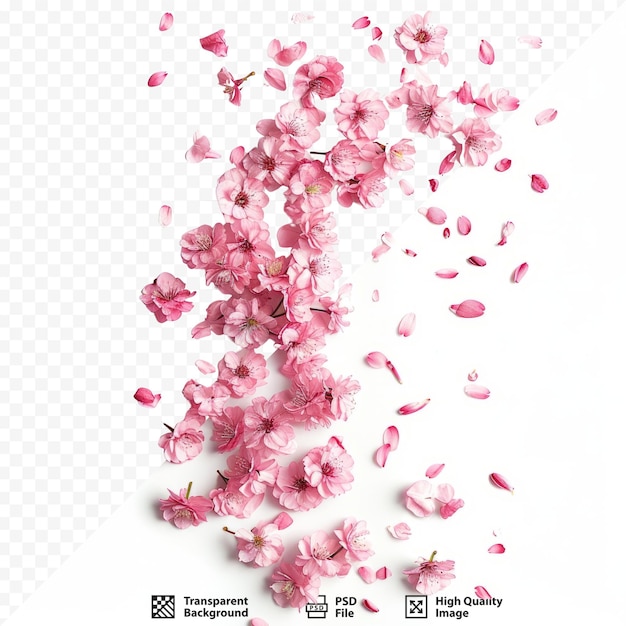 PSD un pezzo di petali di fiori di ciliegio sparsi nel campo