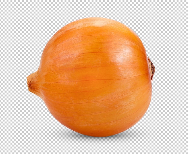 PSD onion bulbs isolated on alpha layer background