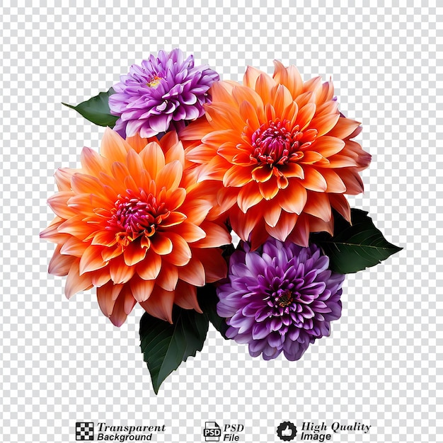 PSD Оранжевый и фиолетовый цветок далии изолирован на прозрачном фоне