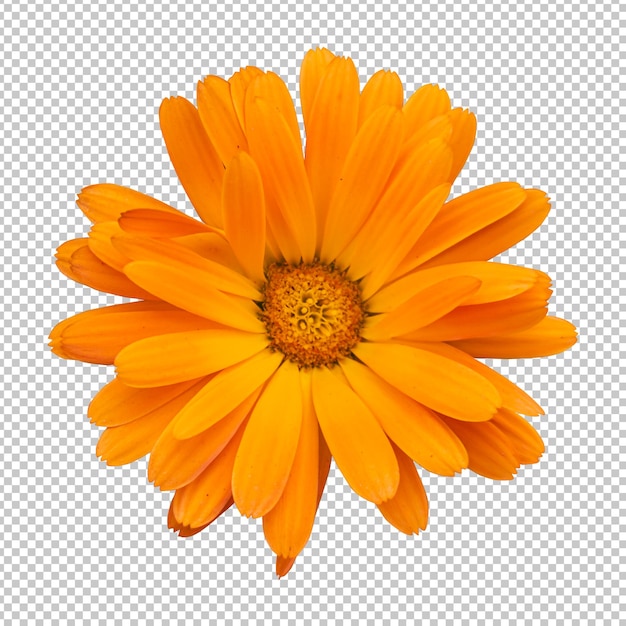 PSD orange calendula flower isolated rendering