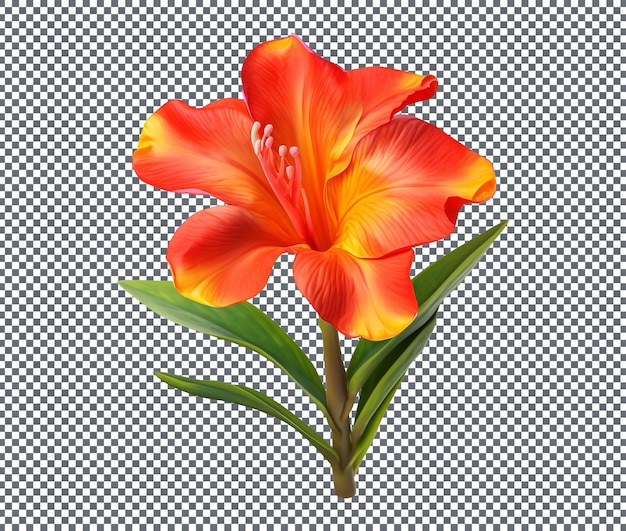 PSD orange canna indica canan lily flower isolated on transparent background