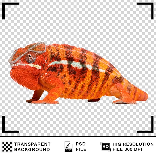 Orange Chameleon with a Transparent Background
