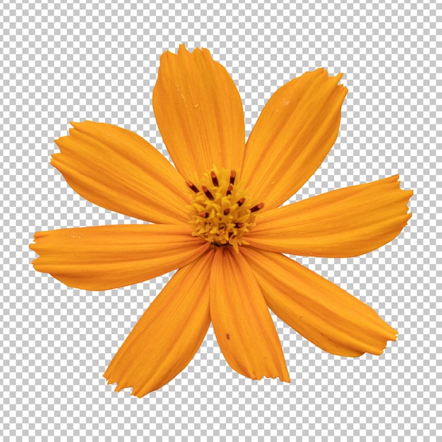 オレンジ色のコスモスの花の分離レンダリング