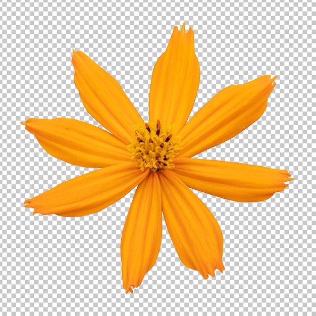 PSD rendering isolato fiore cosmo arancione