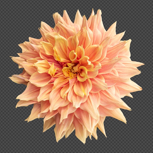 Orange dahlia flower isolated rendering