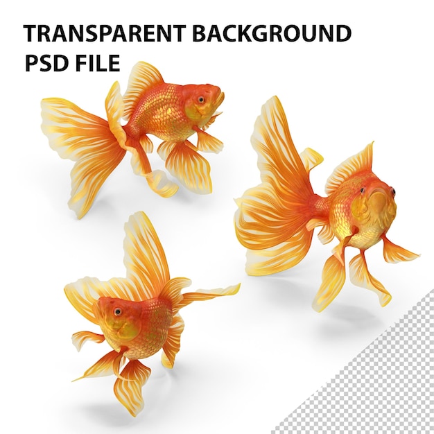 PSD orange fancy fantail goldfish swim png