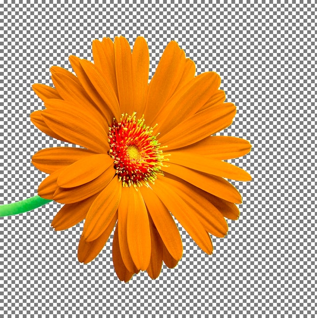 白い背景に孤立したオレンジの花