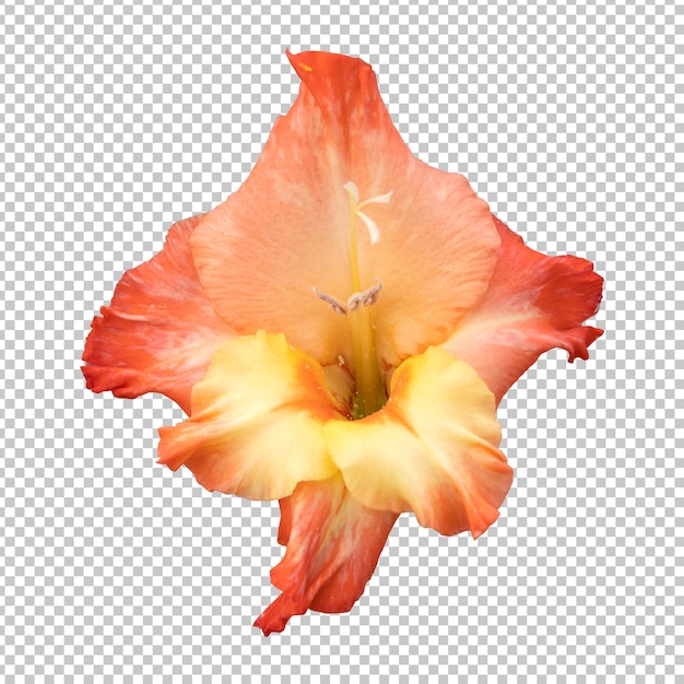 Orange gladiolus flower isolated rendering