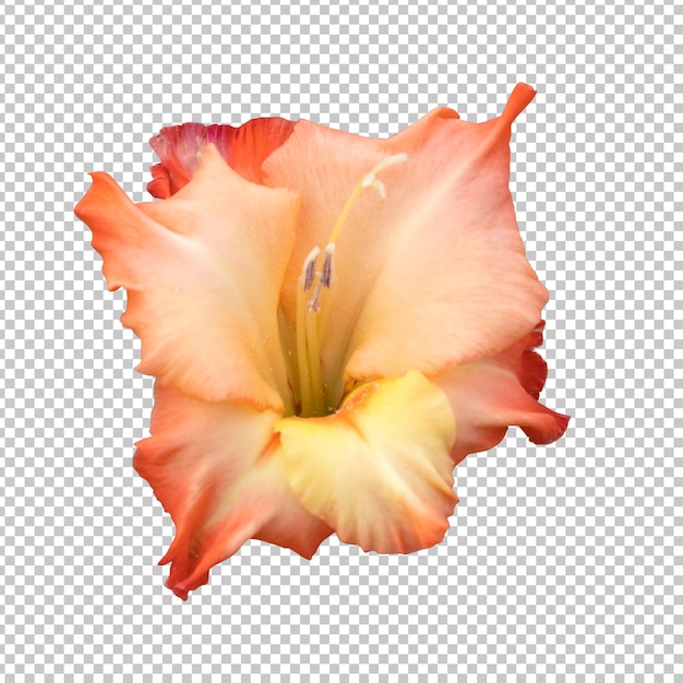 PSD orange gladiolus flower isolated rendering