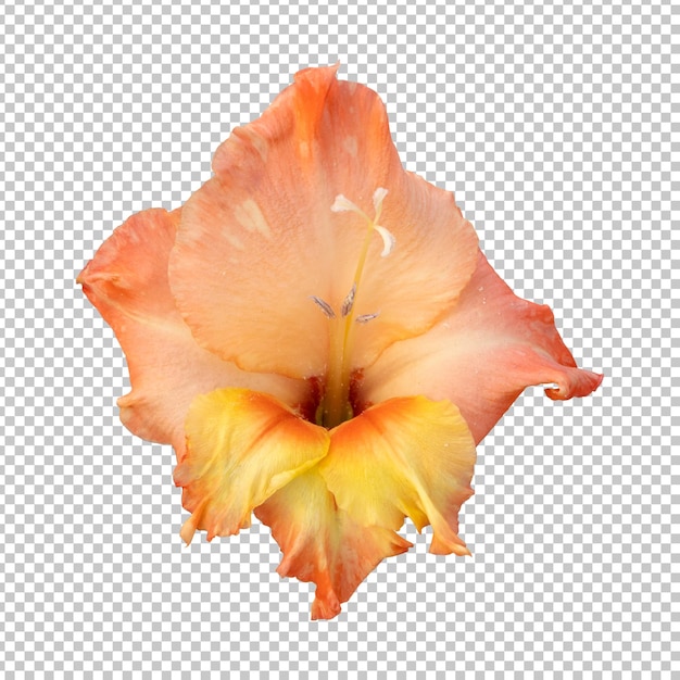 PSD orange gladiolus flower isolated rendering