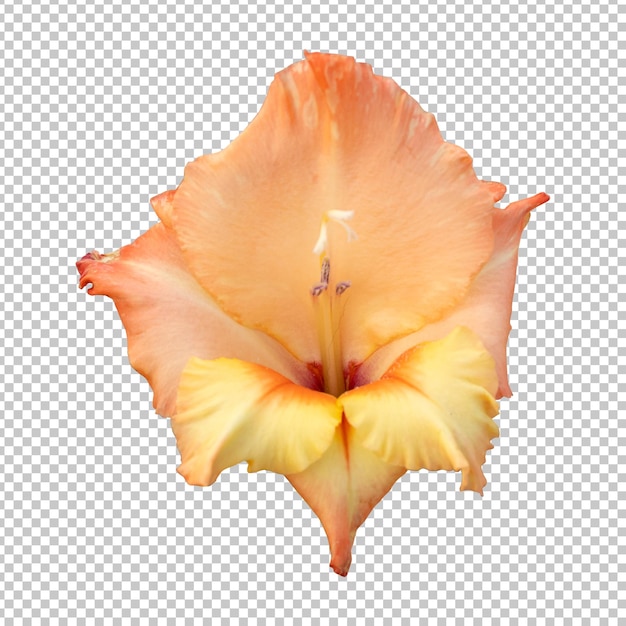 オレンジ色のグラジオラスの花の分離レンダリング