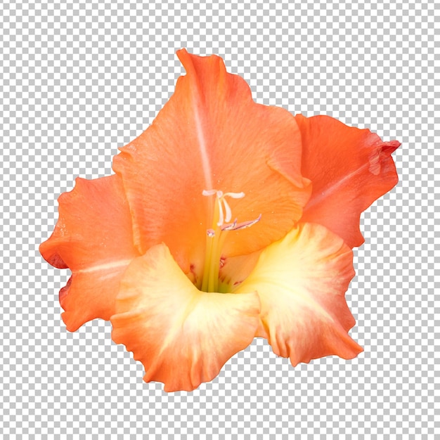 PSD orange gladiolus flower isolated rendering