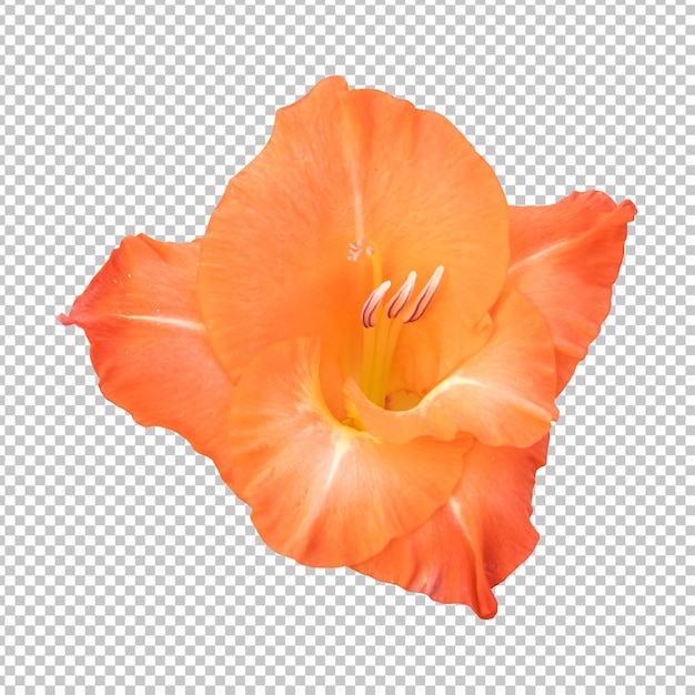 PSD orange gladiolus flower isolated rendering