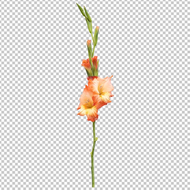 PSD orange gladiolus flower stem isolated rendering