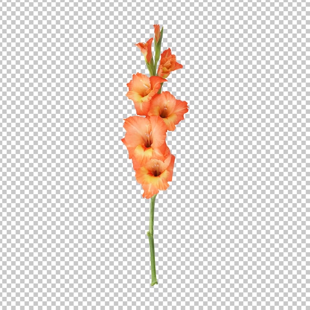 Orange gladiolus flower stem isolated rendering