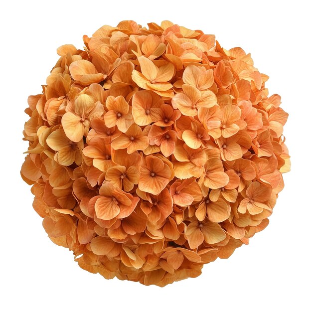 orange hydrangea flower sphere isolated on transparent or white background