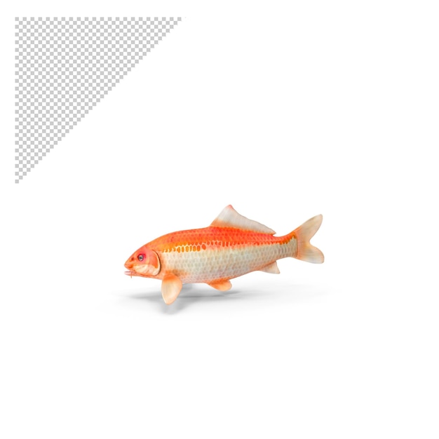 PSD orange koi fish png