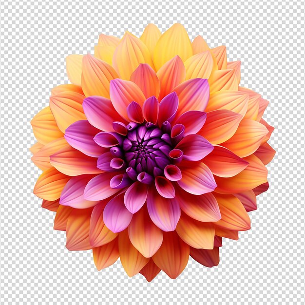 Orange and lilac dahlias flower isolated on transparent background