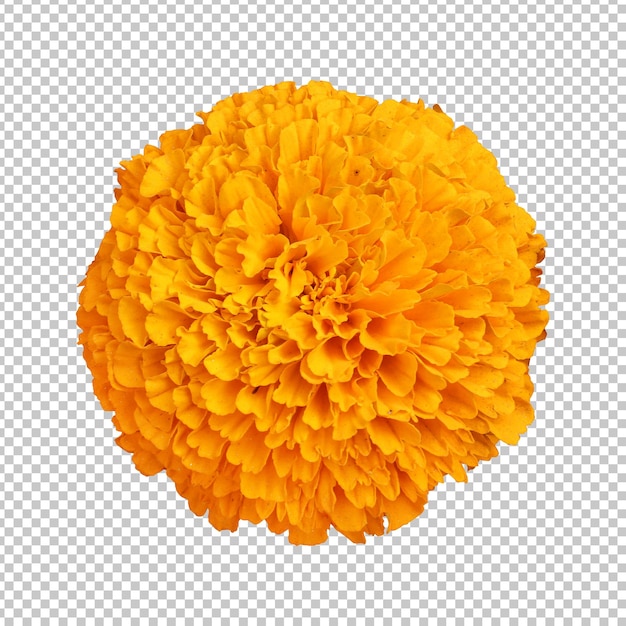 PSD orange marigold flower isolated rendering