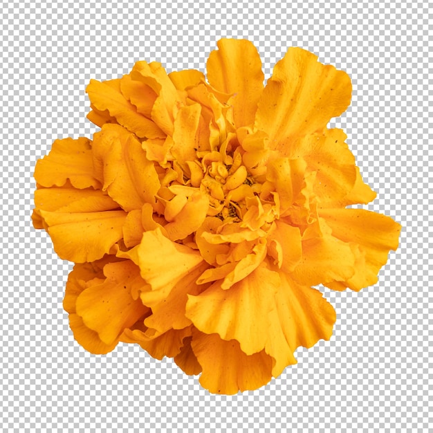 Orange marigold flower isolated rendering