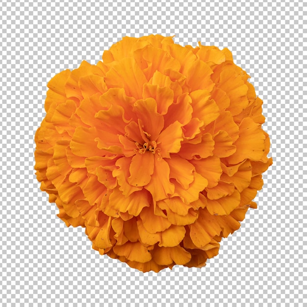 오렌지 메리 골드 꽃 고립 된 렌더링