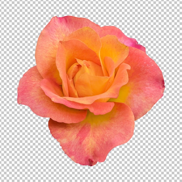 Orange rose flower isolated rendering