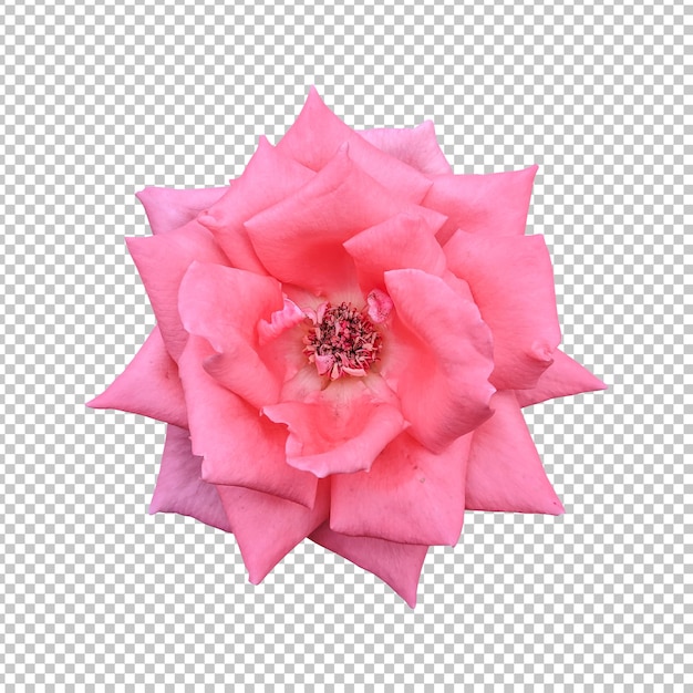 PSD orange rose flower isolated rendering