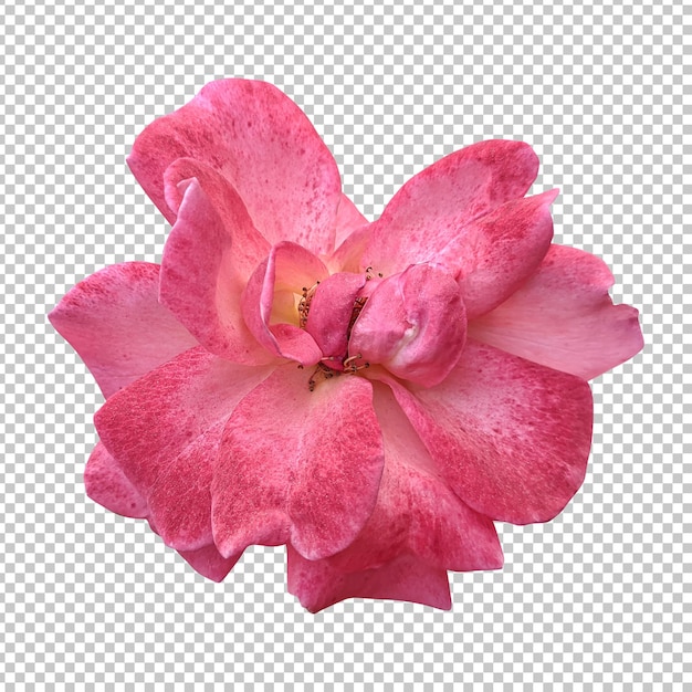オレンジのバラの花を分離したレンダリング