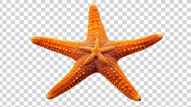 PSD orange starfish isolated on transparent background