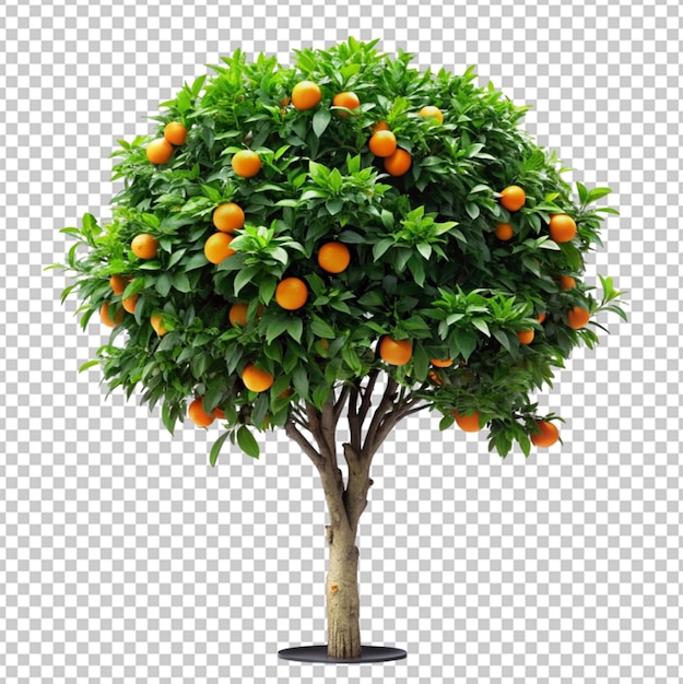 PSD orange tree 3d modeling psd file realistic