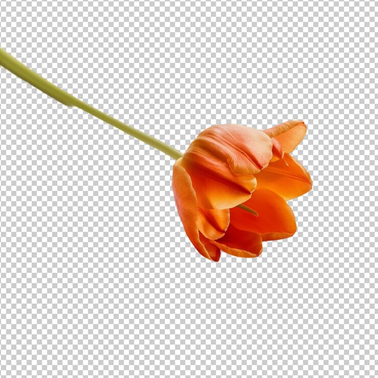 PSD orange tulip with a slender stem isolated