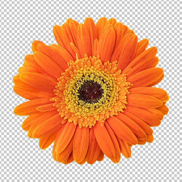 PSD oranje gerbera bloem geïsoleerde weergave