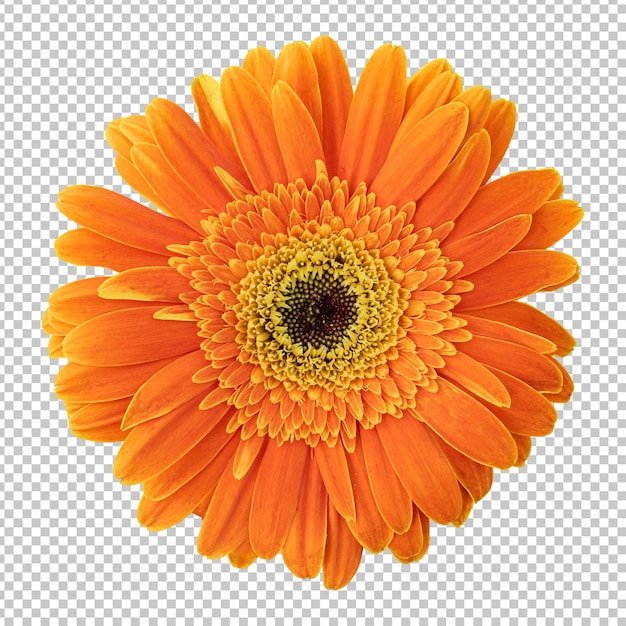 PSD oranje gerbera bloem geïsoleerde weergave