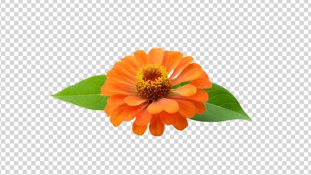 PSD oranje zinnia bloem met groene bladeren geïsoleerd op doorzichtige achtergrond