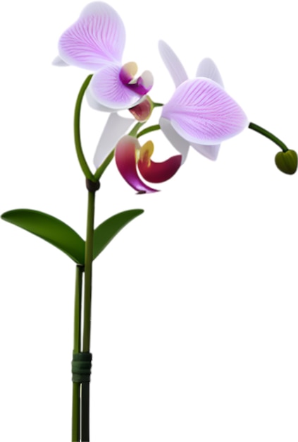 PSD orchid clipart słodka ikona kwiatu orchidee