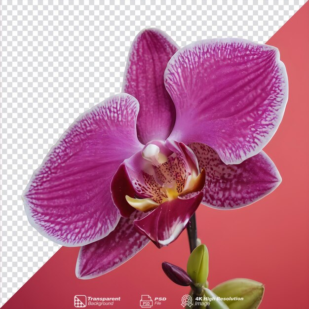 PSD orchid flower s exquisite intricacy isolated