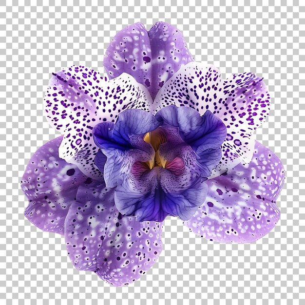 Orchid Png Z Przezroczystym Tłem