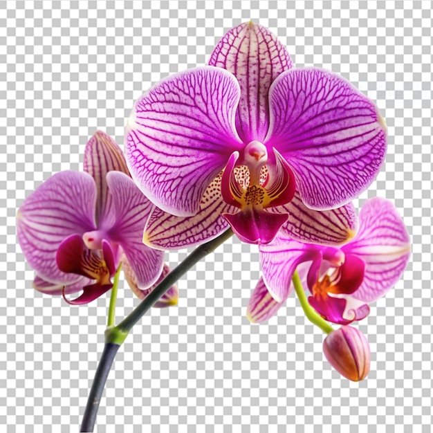 PSD orchid on transparent background