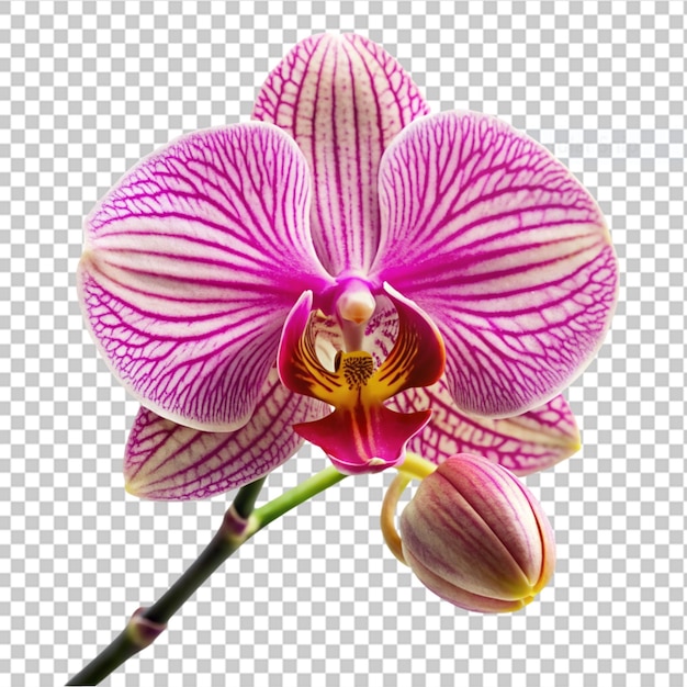 PSD orchid on transparent background