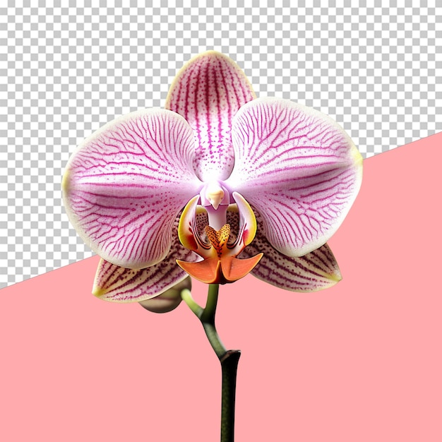 Orchidea