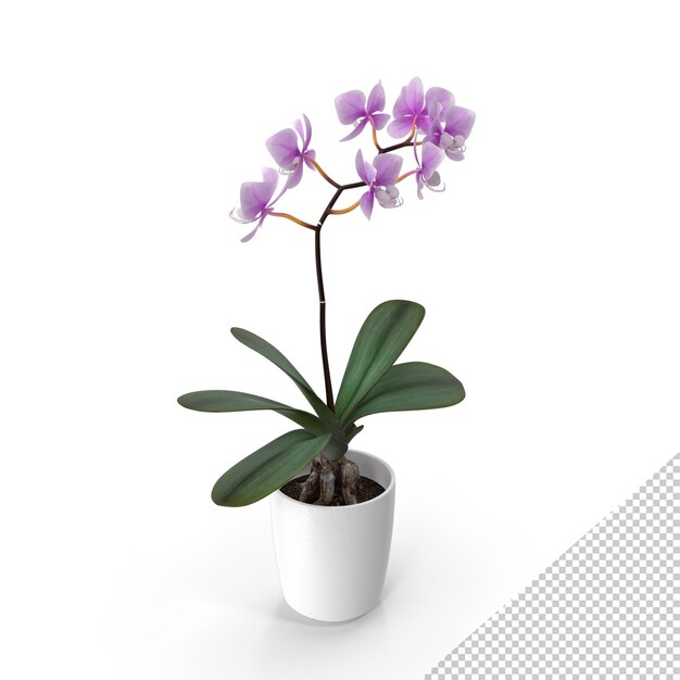 PSD orchidee bloem png