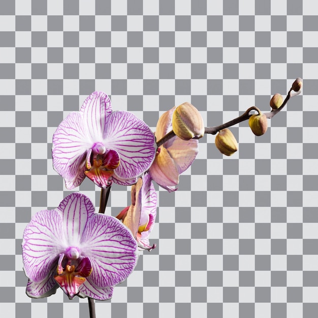 PSD orchidee met alfakanaal