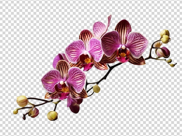 PSD orchidee op een doorzichtige achtergrond