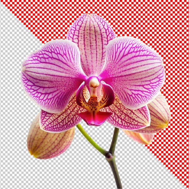 PSD orchids flower