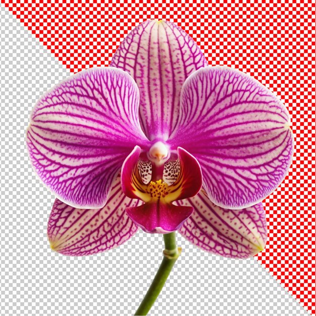 PSD orchids flower