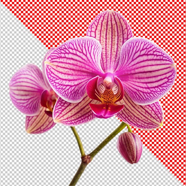 PSD orchids flower