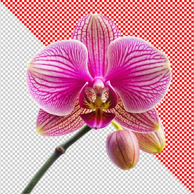 PSD orchids flower